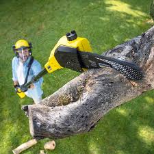 Best Tree Removal  in Dobbs Ferry, NY