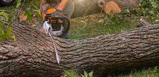 Best Lawn Drainage Solutions  in Dobbs Ferry, NY