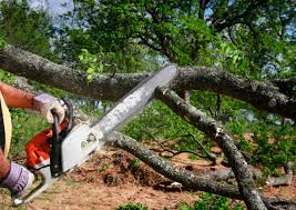 Best Tree Disease Treatment  in Dobbs Ferry, NY